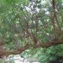 상신리 입석 이미지