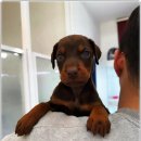 멍샵 강아지분양 인천본점 이미지