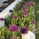 마리의 정원 이미지