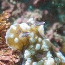 천일떡집 이미지