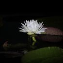 크루지아나 이미지