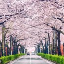 벚꽃약국 이미지