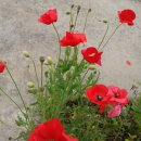 넝쿨장미집 이미지