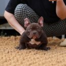 KGB KENNEL 네이버블로그