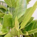 봄피아노교습소 이미지