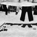 하룻강아지 이미지