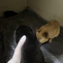 햇님달님 Daum카페