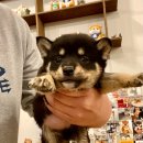 마메르시 이미지