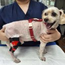 센트럴종합동물병원 이미지