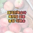 영동상회농수산물 | 대극천복숭아, 왜 복켓팅 열풍일까요?