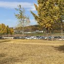 쉴만한강가 | 대구 근교 단풍 명소 고령 ‘다산 은행나무숲’ 축제 가볼만한곳