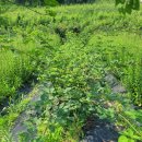 하사제일농장 이미지