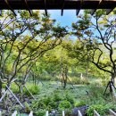 춘호농장 | 자연휴양림에 온것 같은 착각을 불러일으키는 제주 오설록티뮤지엄