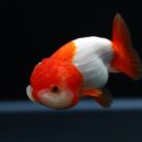 미스터브리더 이미지