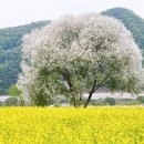 버드나무캠핑장 이미지