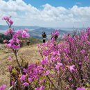 명산100 전국 최고의 진달래 고려산 [4/16 일요일 산행] 이미지