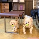 남자머리 | 온엑스바버샵 천안남자머리 후기, 앞머리 부분펌 &amp; 옆머리 다운펌으로 트렌디한 인생 머리