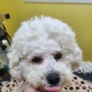 멍뭉호텔 | 비숑 귀툭튀 미용후기 "하이 멍뭉아"