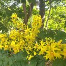 2026.7.11.토.서산 난지도.홍성 죽도. 이미지