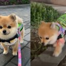 우리강아지 이미지