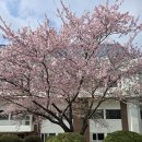 대학교 익산캠퍼스 | 🌸 감자네 봄나들이 | 익산 벚꽃 명소! 원광대학교 수덕호(봉황각) 산책