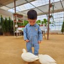 청결농장 | 🐄 [용인 아기 체험 추천] 무럭무럭 농장 후기 – 청결 최고!