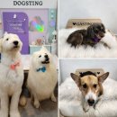 개스팅 | [세류동애견스파 후기] 우리 강아지가 편안하게 변신한 곳, 개스팅 방문기