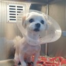 유성준동물병원 이미지