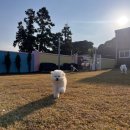 호야별 애견유치원 | 제주 호야별 애견 유치원 추천 - 반려견 기초교육, 천연잔디 운동장