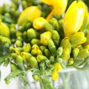 프리지아 B 이미지