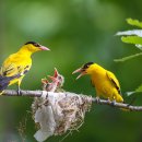 향-고향의 봄 이미지