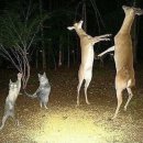 루비애견 이미지