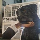 펫더헤븐 이미지