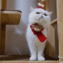 사가정로51길 (25) | 사가정 방어, 크리스마스 하루