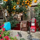 씨밀레자연관광농원 | 제주감귤체험 농장 유명한 쇠소깍산물관광농원 제주 한라봉 천혜향 주문 후기