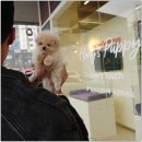 대구강아지분양 홍스퍼피 이미지