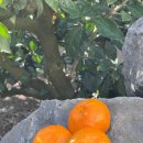 선영이네농장 이미지