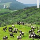 강릉목장 이미지