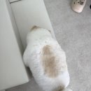 강아지풀 | 원주강아지미용실 강아지풀 포메미용후기