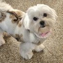 댕큐베리 이미지