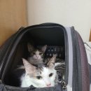 푸른동물종합병원 이미지