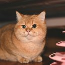 미소로동물병원 이미지