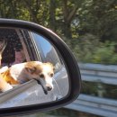 디스동물병원 이미지