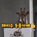 해피주 동물카페 원주점 이미지