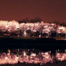 4차 달빛따라저녁걷기 : 호수공원 밤벚꽃 + 킨텍스야경 + 대화농업체험공원 이미지