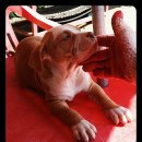 플하우스 이미지