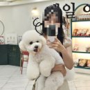 가람애견미용샵 | 🐾 부산 수영구 애견미용샵 쁘띠몽펫샵 방문 후기