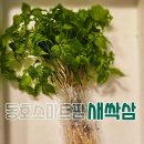 동호팜 | 동호스마트팜 새싹삼 솔직후기