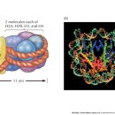 히스톤(HisTone) 이미지
