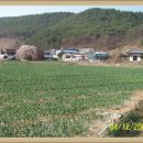 부계초등학교 Daum카페